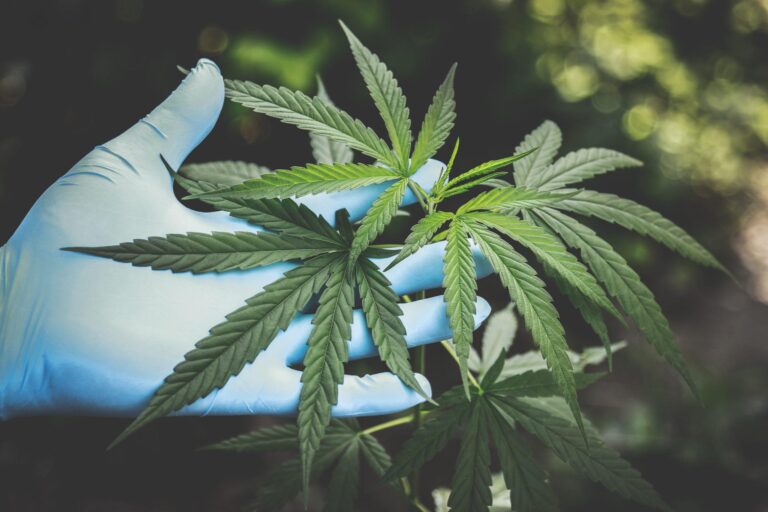 IDOR e Entourage Phytolab iniciam parceria para desenvolver estudos pré-clínicos com Cannabis medicinal